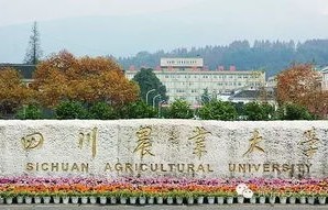 川农电子商务专业学院